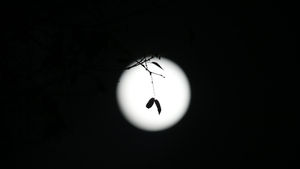 [슬라이드 포토] 크리스마스 밤하늘에 뜬 '럭키문'