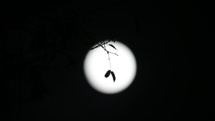 메인이미지  5 : 크리스마스인 25일 서울 덕수궁에 아슬아슬 매달린 나뭇잎 뒤로 럭키문이 떠있다.