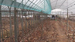 [전주] 수입에 밀린 국산&hellip;포도 농가 대량 폐업