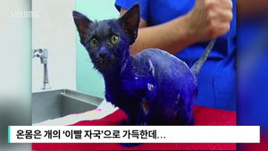 [비디오머그] '이빨 자국' 가득&hellip;상처투성이 보라색 고양이 '스머프'