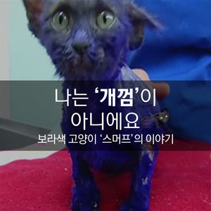 [카드머그] '이빨 자국' 가득&hellip;상처투성이 보라색 고양이 '스머프'