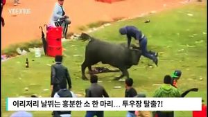 [비디오머그] 사정없이 들이받는 '화난 소'&hellip;웃고 즐기는 사람들?