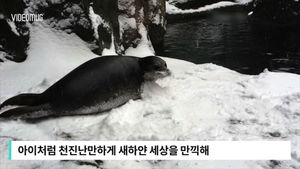 [비디오머그] 눈을 즐기는 동물들&hellip;바다표범 애교 '귀여워&sim;'