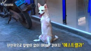 [비디오머그] 캥거루 마냥 두발로 뛰는 강아지&hellip;가슴 찡한 사연
