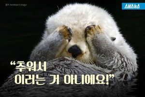 "손바닥이 시려서 얼굴 만진다"?&hellip;해달에 관한 진실