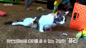 [비디오머그] '가족이 생겼어요'&hellip;하반신 마비 고양이의 행복한 모습