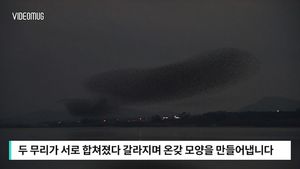 [자막뉴스] 거대 물결 일렁이는 듯&hellip;가창 오리 군무 '장관'