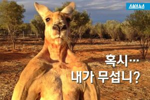 귀여운 얼굴과는 달리 반전 몸매?&hellip;캥거루의 진실