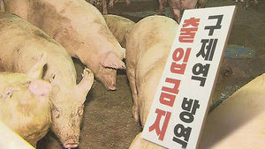 전북 김제 구제역&hellip;위기단계 '관심'→'주의'로 격상