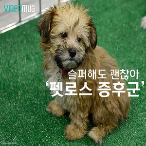 [비디오머그] 슬퍼해도 괜찮아 '펫로스 증후군'