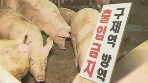 '구제역 발생' 전북 돼지 반출금지 연장