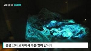 [자막뉴스] 불 끄니 '푸른 빛'&hellip;야광 돼지고기 '공포'