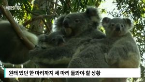 [비디오머그] 세 마리도 '거뜬'&hellip;쌍둥이 입양한 어미 코알라