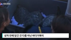 [비디오머그] 추운 바닷물에 '오들오들'&hellip;저체온증에 걸린 거북이들