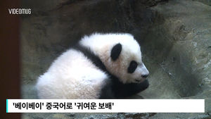 [비디오머그] '날 좀 봐요&sim;' 엄마 품에서 재롱떠는 아기 판다