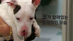 [비디오머그] 코 잘려나간 채로 발견된 강아지&hellip;학대범 추적 중