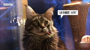 [비디오머그] "나 고양이 맞다옹!"&hellip;길이 1.2m, 몸무게 12kg 거대 고양이 '스팍'