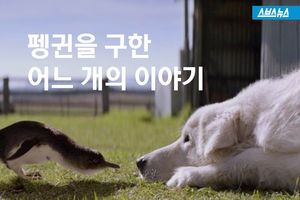 펭귄 수십 마리 떼죽음&hellip;비극 극복한 아이디어