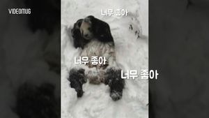 [비디오머그] 눈밭에서 '뒹굴뒹굴'&hellip;'눈 폭탄'에 그저 신난 판다