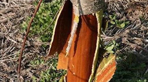 "또 얼어 죽나"&hellip;과수농가 '발동동'