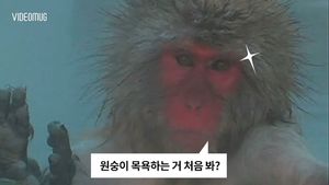 [비디오머그] '겨울엔 역시!'&hellip;온천탕 접수한 원숭이들 포착