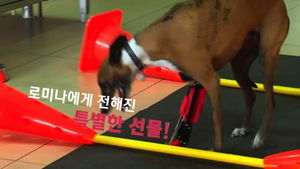 [비디오머그] '다시 뛸 수 있어요!'&hellip;3D 프린터로 다리 되찾은 개