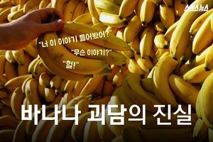 바나나가 사라진다? 괴담의 진실