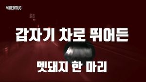 [비디오머그] 깊은 밤 달리는 차에 '쾅'&hellip;'멧돼지 주의보'