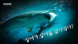 [비디오머그] 코엑스에서 샌드타이거 상어가 까치상어 '꿀꺽' 삼켜