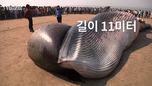 [비디오머그] '길이 11m&middot;무게 20톤' 해안가서 고래 사체 발견