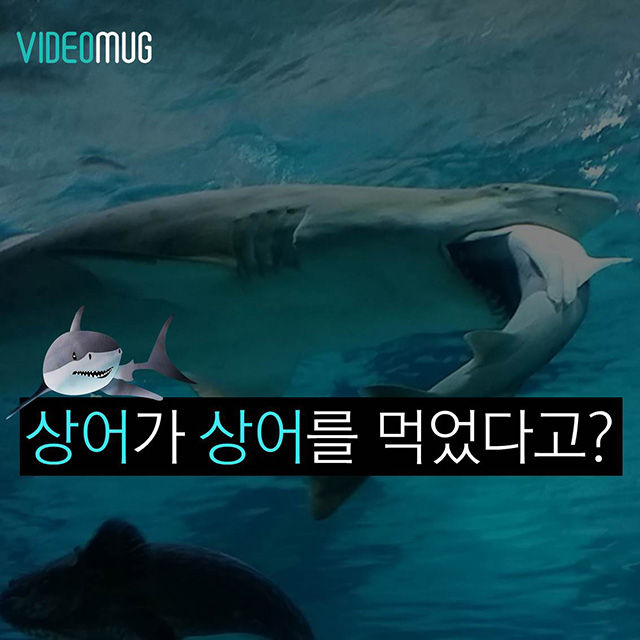메인이미지  1 : 
