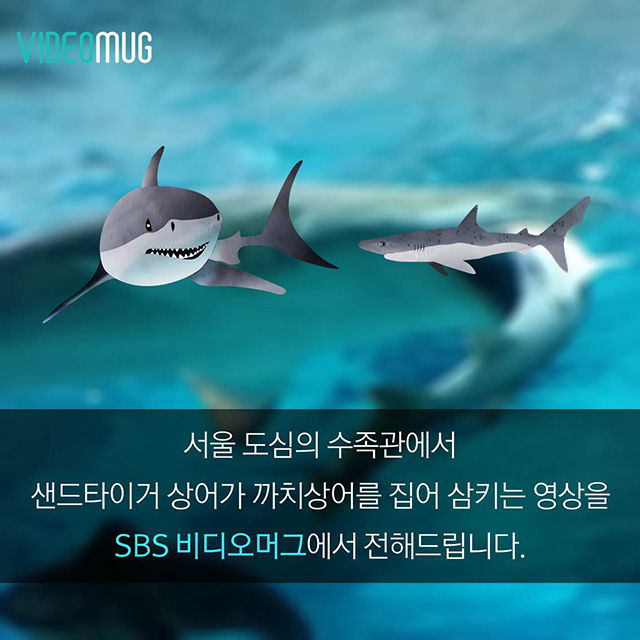 메인이미지  11 : 