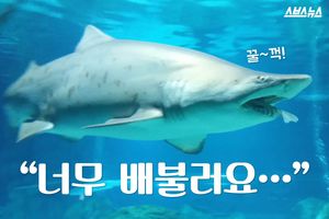 '까치 상어' 삼킨 '샌드타이거 상어'&hellip;수족관서 무슨 일?