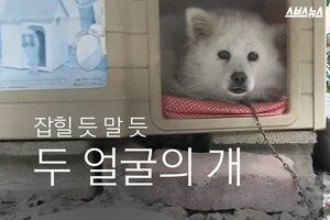 잡힐 듯 말듯, 두 얼굴의 개&hellip;'포동이'의 사연