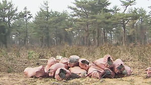 [제주] 부동산 투기 위해 산림 훼손한 업체 구속