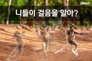 옆으로 점핑! 점핑!&hellip;'이족보행'하는 여우원숭이