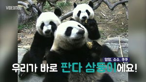 [비디오머그] 2년 전 화제였던 판다 세쌍둥이&hellip;현재 근황은?