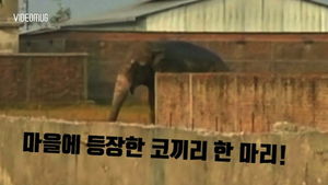 [비디오머그] '마을 깡패' 야생 코끼리&hellip;100여 채 가옥 부쉈다