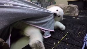[비디오머그] '무럭무럭 자라라&sim;'&hellip;이름 생긴 아기 북극곰 '노라'