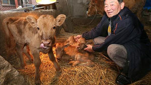 [핫포토] 산청서 '송아지 세 쌍둥이' 탄생&hellip;"극히 드문 일"