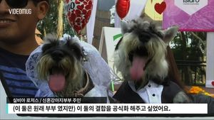 [비디오머그] 결혼 증서에 발바닥 도장 '꾹'&hellip;애완동물의 이색 결혼식