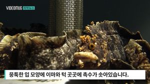 [자막뉴스] 괴물처럼 흉측한 외모지만&hellip;없어서 못 파는 횟감