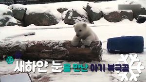 [비디오머그] '깜찍&middot;귀염' 첫눈 맞은 아기 북극곰