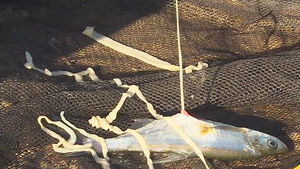 [대구] 낙동강 죽은 강준치 '둥둥'&hellip;기생충 '가득'