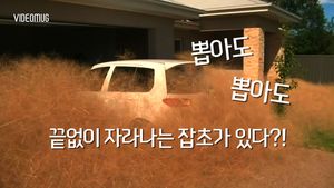 [비디오머그] 뽑아도 뽑아도 끝없는 '공포의 잡초'