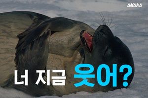 웃겨서 배 잡고 '데굴데굴'&hellip;'빵' 터진 물개의 진실