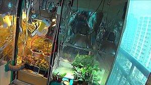 아파트서 대마 재배 흡연&hellip;필로폰 투약 스와핑