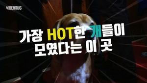 [비디오머그] '멍멍! 내가 제일 잘 나가!'&hellip;美 인기견 Best 5