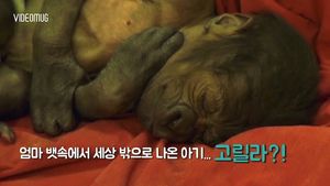 [비디오머그] '사람 수술처럼 비슷'&hellip;제왕절개로 태어난 새끼 고릴라