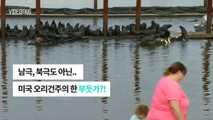 [비디오머그] "남극 아니에요" 도심 부두에 바다사자 출몰